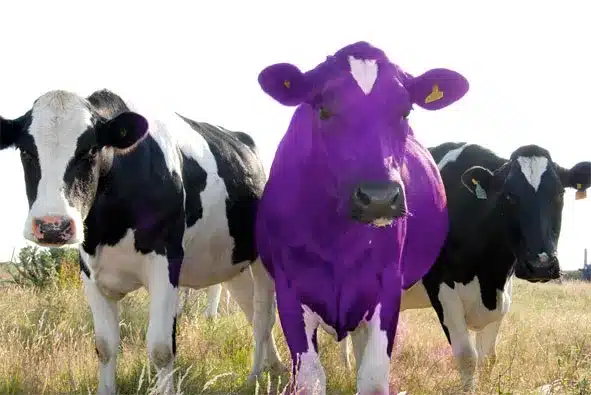 Purple Cow pest control branding